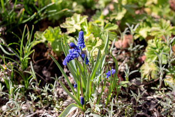 Blue flower Viper Bow in a flowerbed with green leaves