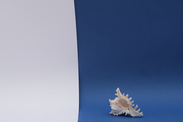 Obraz na płótnie Canvas A large white sea shell on a dark blue white background. Isolated. Free space for text