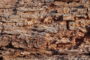 Longitudinal section of an old half-rotted poplar with rotten brown wood with large broken parts.