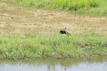 Obraz na płótnie Canvas The black gray bird spread its wings in the field.
