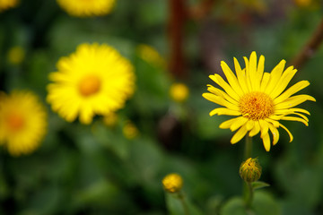 
Dandelion on a fonet of green grass. Spring