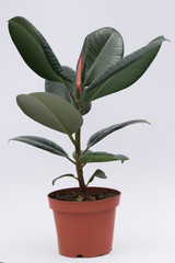 Ficus, a houseplant in a brown pot on a white background. Isolated