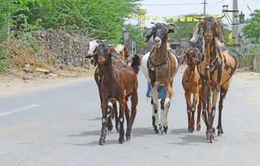 Goat herd walk on empty road during curfew imposed in 28 village after new case of COVID-19 on the outskirts of Beawar, Rajasthan, India.