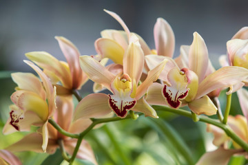 Fototapeta premium Beautiful colorful Orchid flower. Nice bokeh