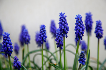 blue spring flowers with green evenings. Spring