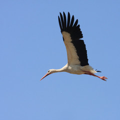 Flying single white Stork during the spring nesting period.