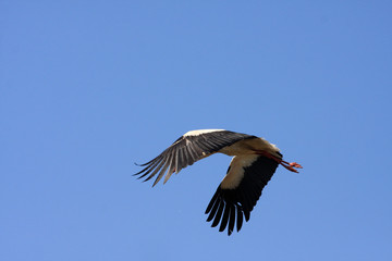 Flying single white Stork during the spring nesting period.