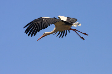 Flying single white Stork during the spring nesting period.