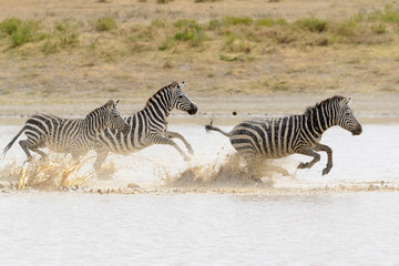 Fototapeta na wymiar Common or Plains Zebra (Equus quagga) herd, running fast in splashing water, Ngorongoro crater national park, Tanzania