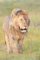 Male lion (Panthera leo) walking on savanna, Ngorongoro conservation area, Tanzania.