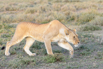 Fototapeta na wymiar Lioness (Panthera leo) hunting on savanna, stalking, Ngorongoro conservation area, Tanzania.