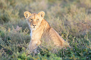 Lion (Panthera leo) cub sitting down in high grass on savanna, Ngorongoro conservation area, Tanzania.