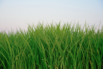 Obraz premium Group of Rice plant, Rice field with blue sky background.
