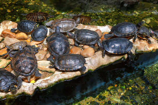 Colony Of Spotted River Turtles