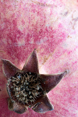 Close-up of a pomegranatefruit