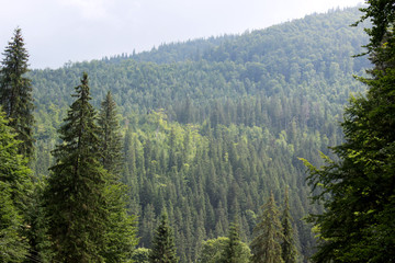 Green coniferous forest top view.Coniferous mountain