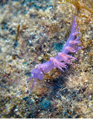 Scuba Diving Malta Gozo Comino