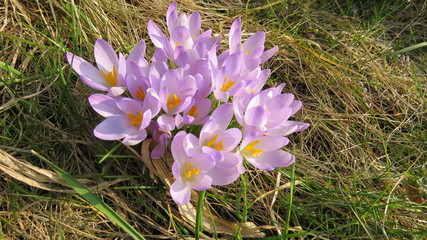 Crocus