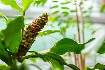 tropical garden with palm trees
