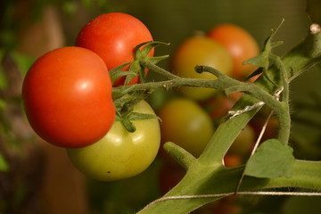 Beautiful ripe red and green organic tomatoes in a greenhouse in the garden. Close up, macro view.