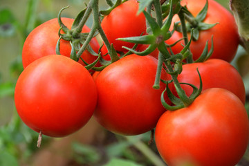Beautiful ripe red organic tomatoes in a greenhouse in the garden. Close up, macro view.