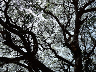 Sillhouette nature tree wood sky