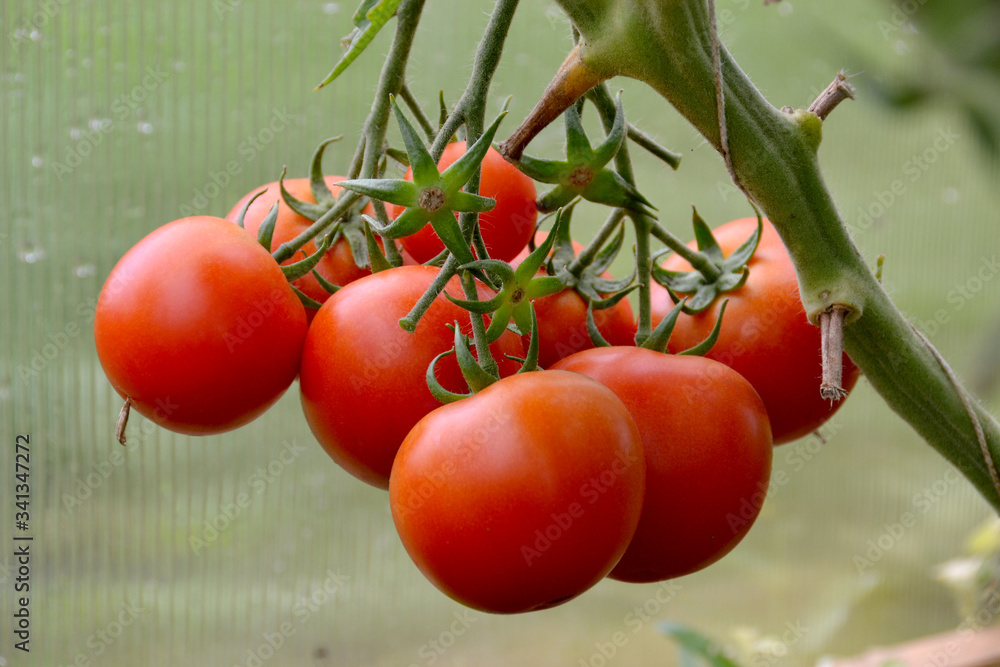 Wall mural beautiful ripe red organic tomatoes in a greenhouse in the garden. close up, macro view.