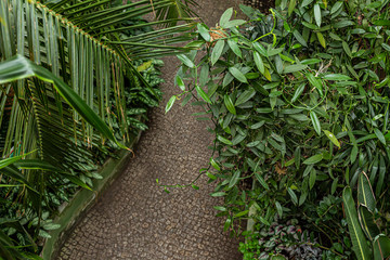 tropical garden with palm trees