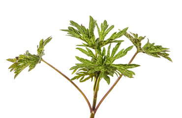 young peony sprouts on an isolated white background.