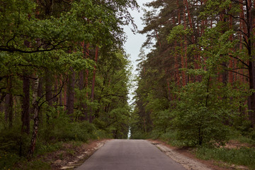 Fototapeta premium Coniferous and mixed forest. The road through the forest. Beautiful tall green trees