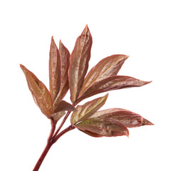 young burgundy peony leaves on an isolated white background close-up