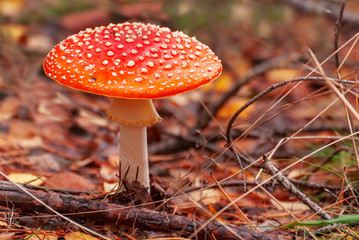fly agaric mushroom