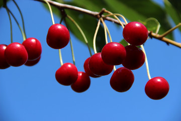 Red cherries fruits against the blue sky. Natural fruits summer macro background.  Hd wallpaper  nature wallpapers for desktop backgrounds.