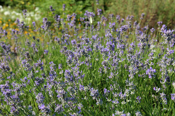 Beautiful lavender floral background.