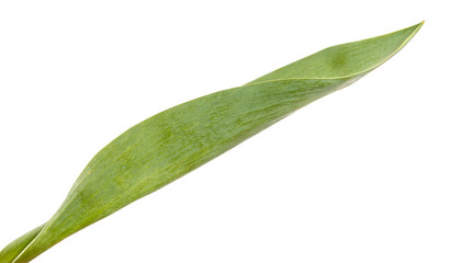 Green leaf of a tulip flower on an isolated white background.