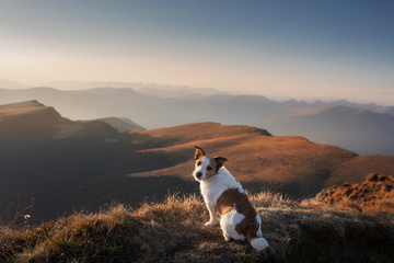 dog in the mountains. little jack russell on the background of rocks at sunset. . Hiking with a pet