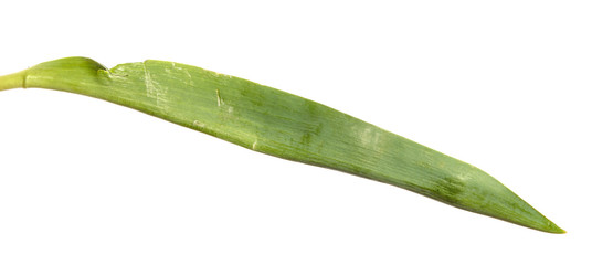 Green leaf of a tulip flower on an isolated white background.