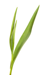 Obraz premium Green leaf of a tulip flower on an isolated white background.