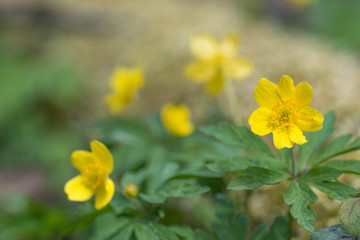 Yellow flowers of spring in a forest after the rain with blurred background 