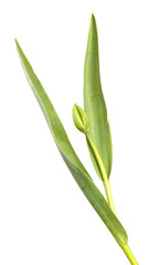 Green tulip flower bud with young leaves on an isolated white background.
