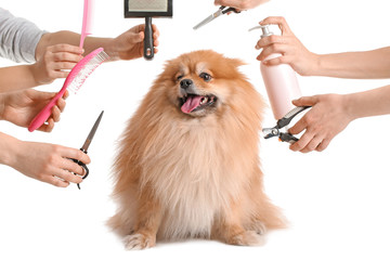 Female groomers taking care of cute dog on white background