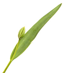 Green tulip flower bud with young leaves on an isolated white background.