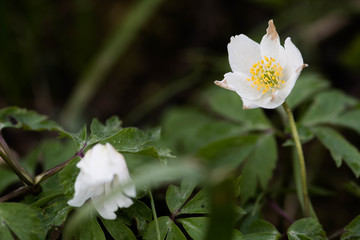 White flowers of spring in a forest after the rain with blurred background 
