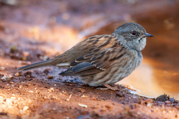 Dunnock, Prunella modularis, perched on the ground at the edge of a stream
