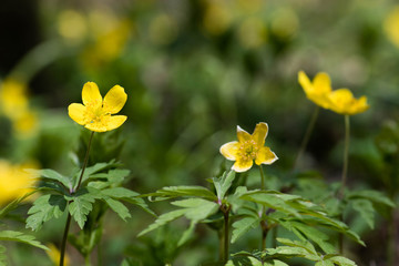 Yellow flowers of spring in a forest after the rain with blurred background 