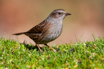 Dunnock, Prunella modularis, perched in the meadow on an unfocused ocher background