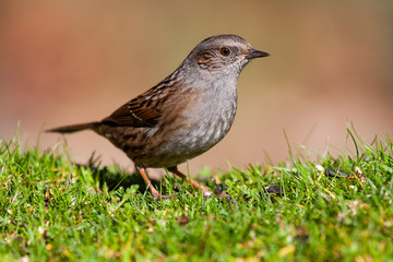 Dunnock, Prunella modularis, perched in the meadow on an unfocused ocher background