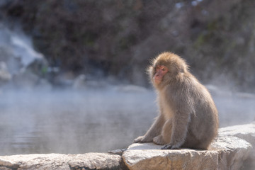 monkeys in the spa