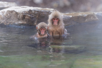 monkeys in the spa