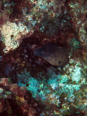 Scuba Diving Malta Gozo Comino